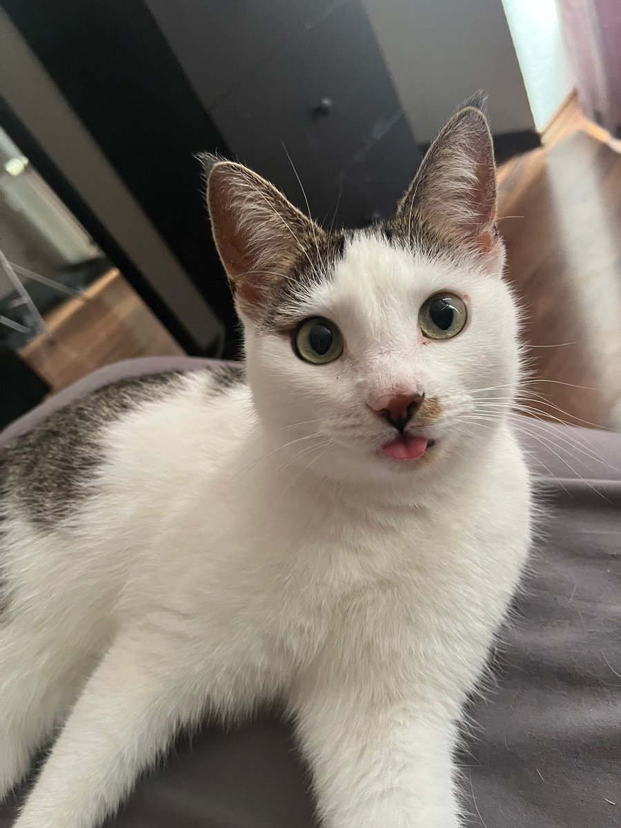 Anna Alessandra Monaco tweet media