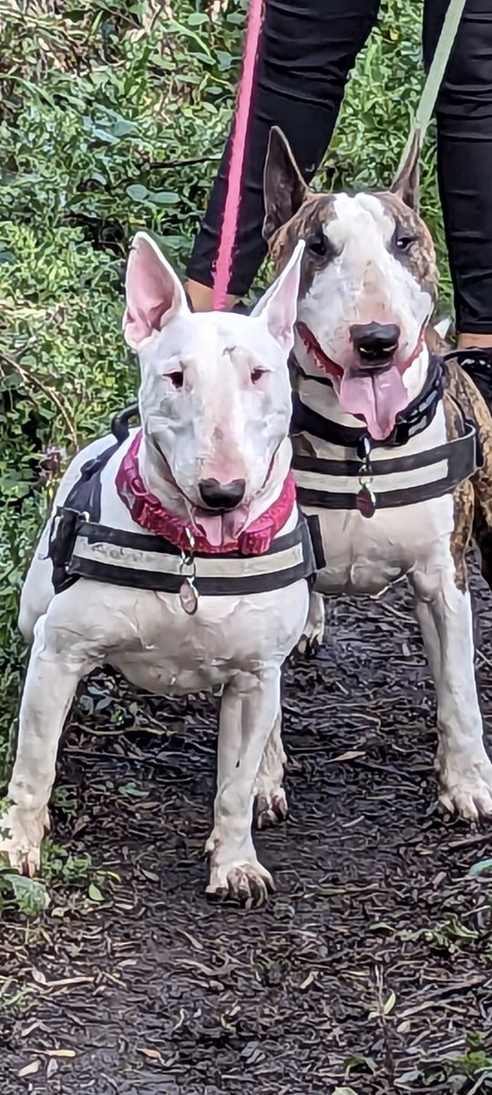 CobenNicholson's tweet image. Took the kids out earlier for a run, don&apos;t know who did more running me or them 😭