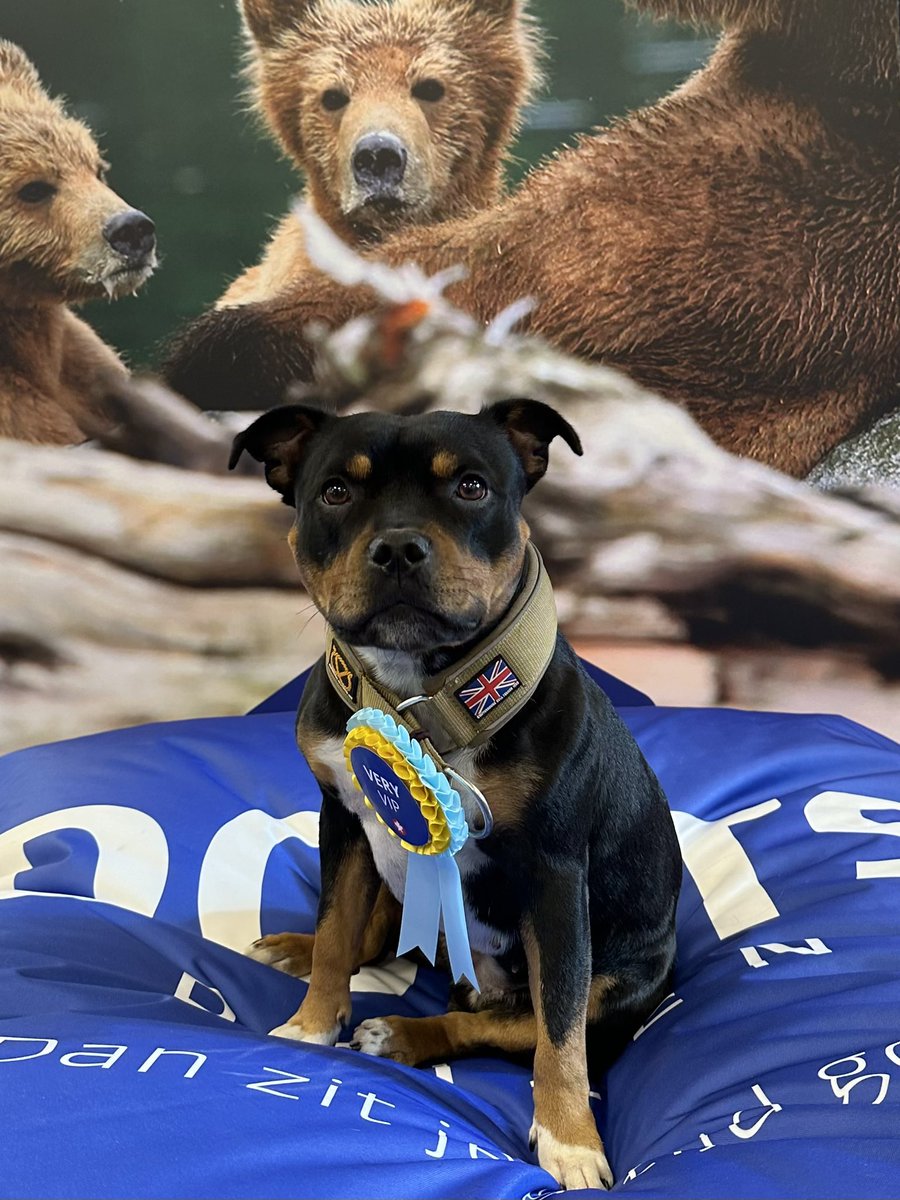 DoetsReizen's tweet image. Fijne dierendag! Furry VIP! ❤️

#dierendag #furryvip