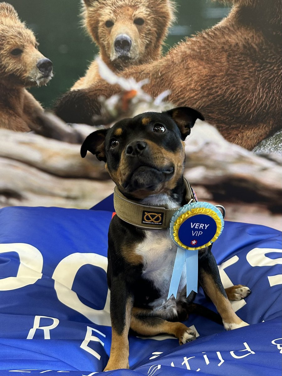 DoetsReizen's tweet image. Fijne dierendag! Furry VIP! ❤️

#dierendag #furryvip