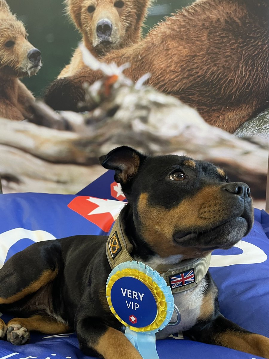 DoetsReizen's tweet image. Fijne dierendag! Furry VIP! ❤️

#dierendag #furryvip