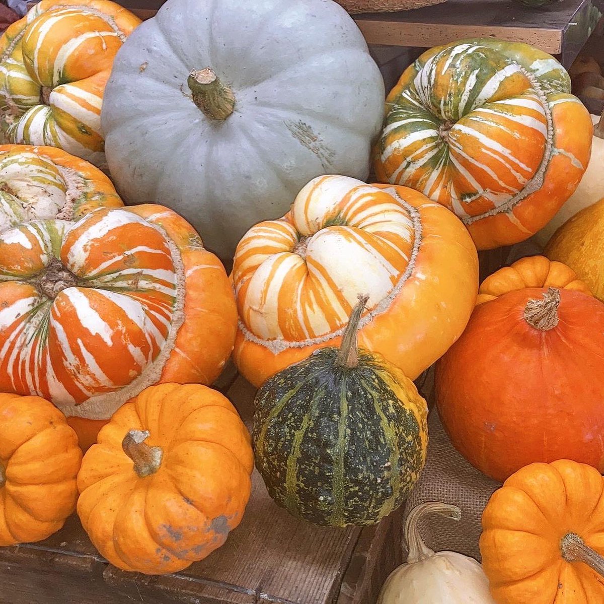 NFarmShop's tweet image. Pumpkins, gourds and some enormous butternut squash are in! 🙌🏼🎃