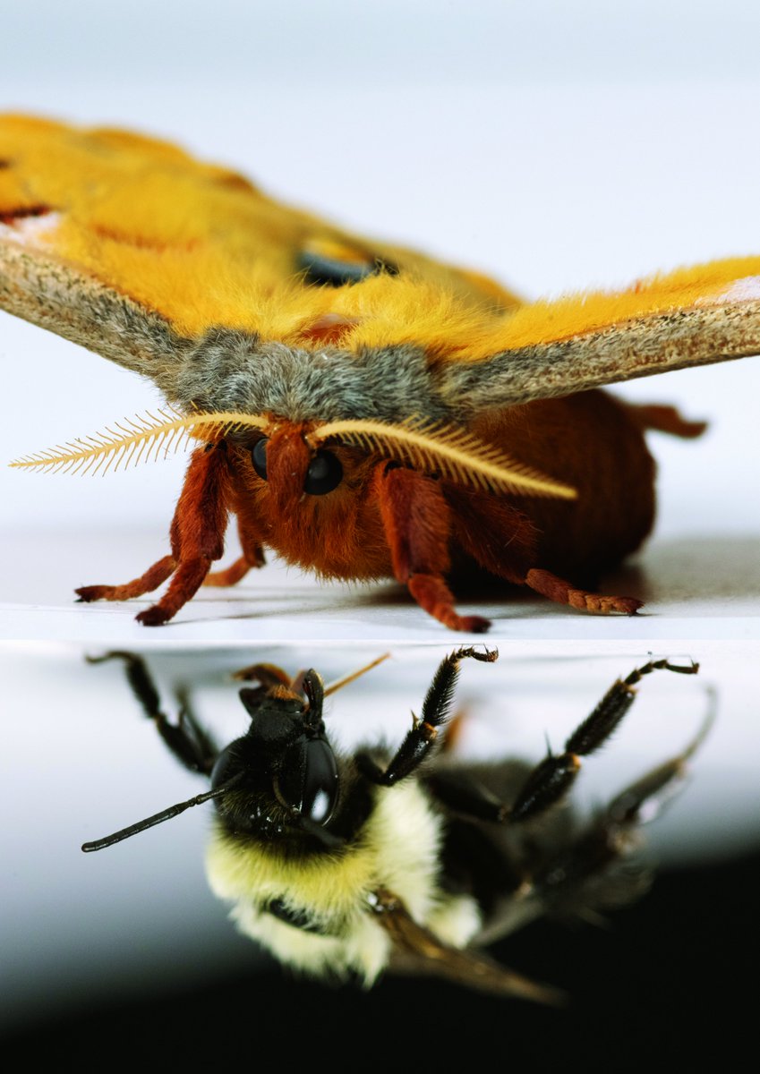 Simon Sponberg tweet media