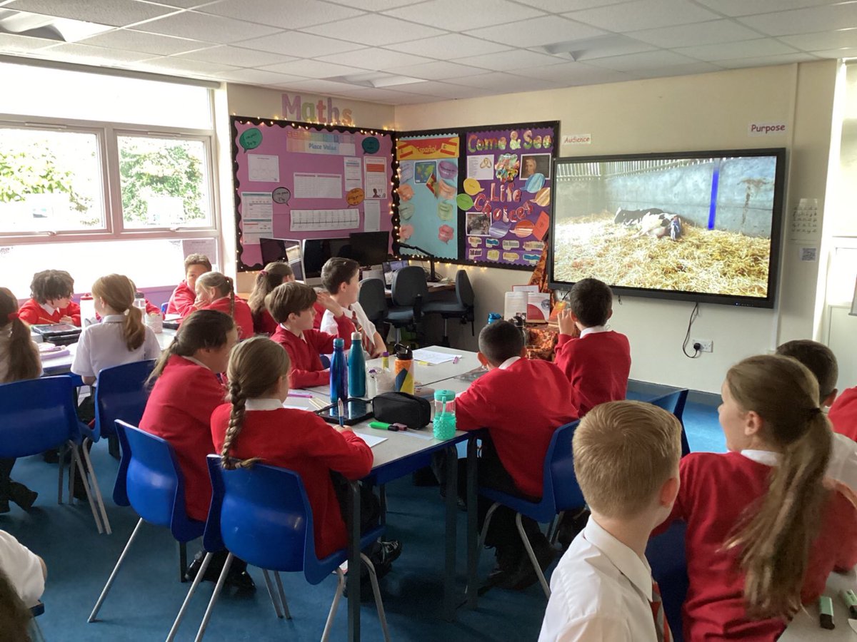 StAnnesKnowsley's tweet photo. Year Six enjoyed taking part in the @NFUEducation Harvest assembly this morning. Watching the calf be born was our highlight #SacpskScience #SacpskPSHE https://t.co/xLlEBqLRxy