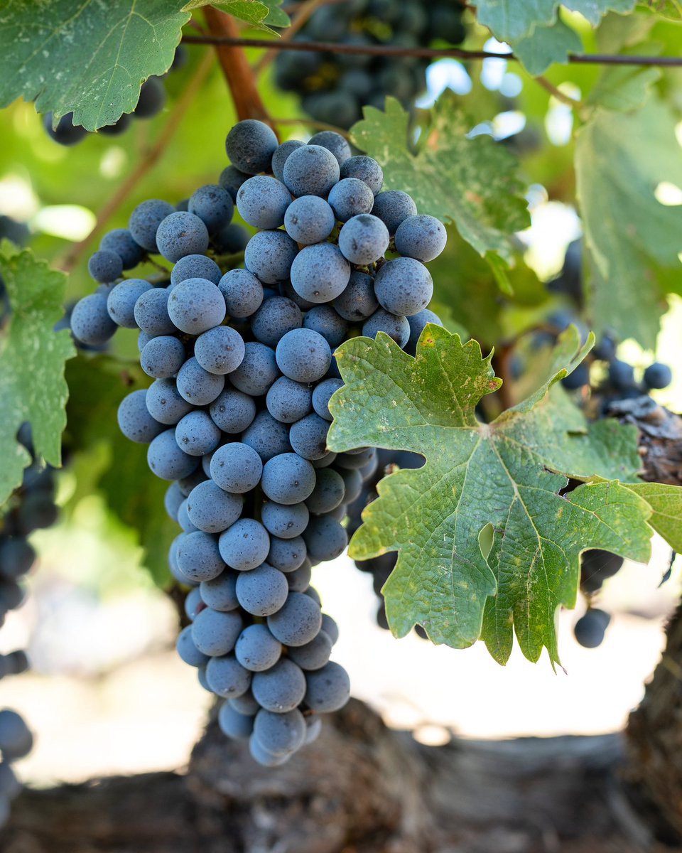 Cabernet Sauvignon • Perfect ripeness on the vine #Spottswoode