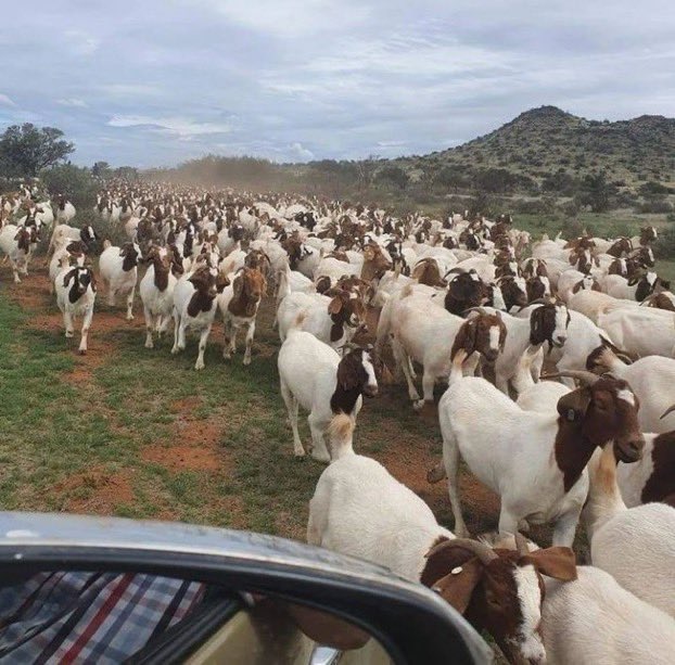 Do you plan to join goat farming if you get the opportunity?

Kindly like, repost, and leave a comment; let's see who is interested.

I will soon provide free guidance on how to run a successful goat farm.