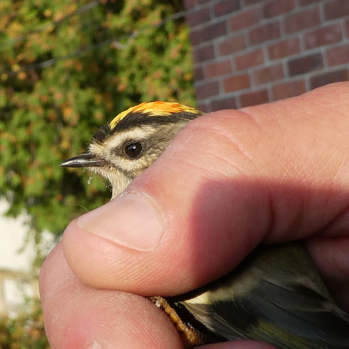 This morning we found that a 🐦 Golden-crowned Kinglet had made their way into our building. Luckily, we were able to safely catch them and released them outdoors. Safe travels on your migration south, our winged friend!

#birds #YRDSB @YRDSB @YRDSBGetOut