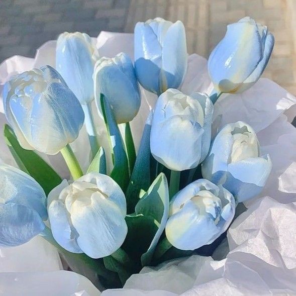 blue tulips