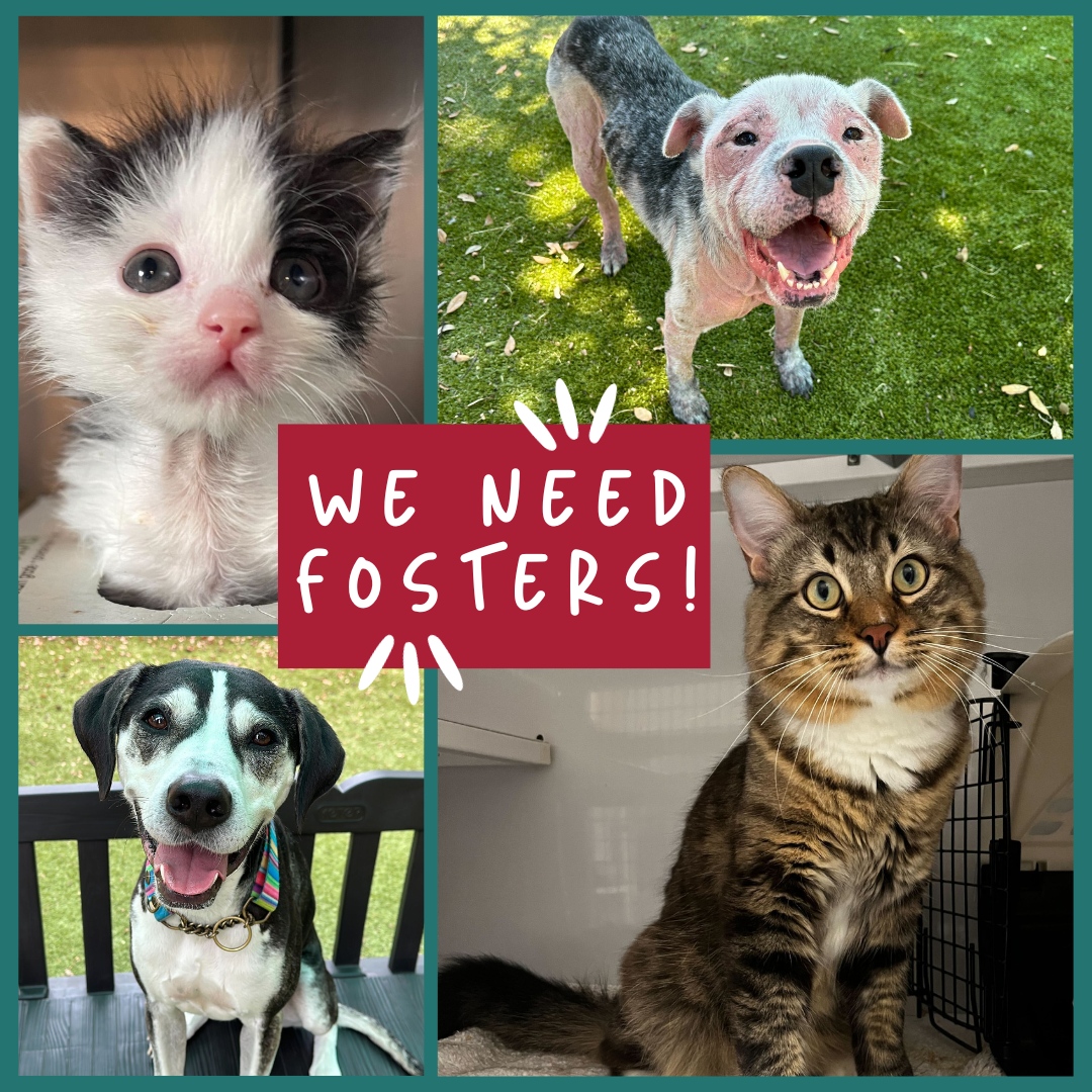 We are in need of more fosters!
If you want to foster for just a week, weekend, or even a day, our foster team is more than happy to find the perfect foster pet for you. Our amazing foster team walks you through all the needed care for your foster. 
shorturl.at/ADILS