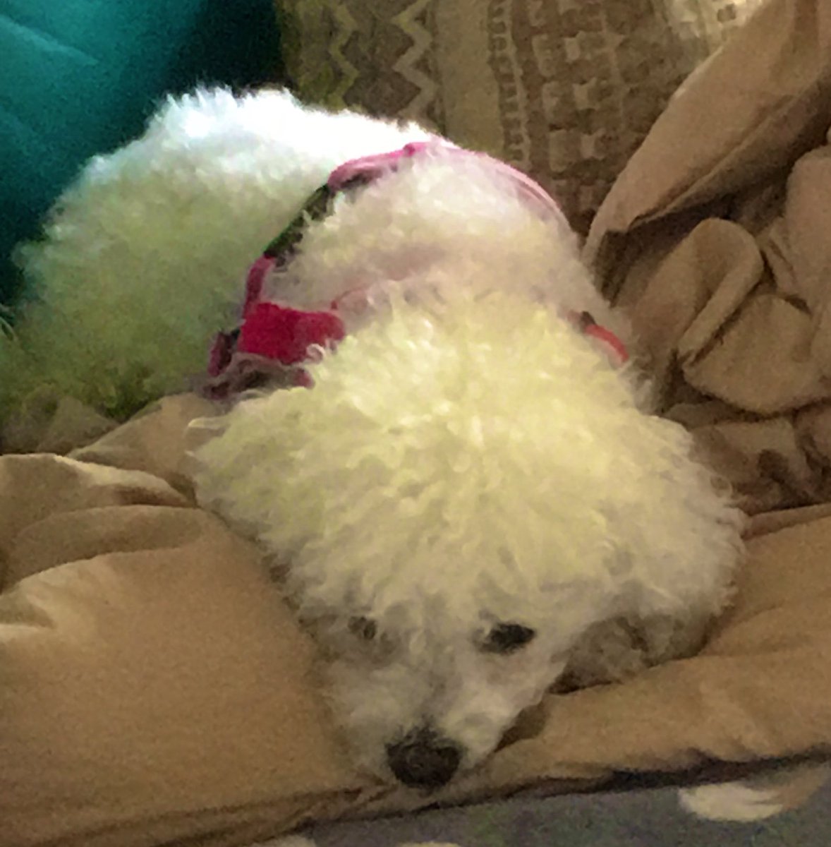 LittleBearconvo's tweet image. Hoodad’s out washing the car and he won’t let me help. Sad face! #dogsoftwitter #notfair #pout