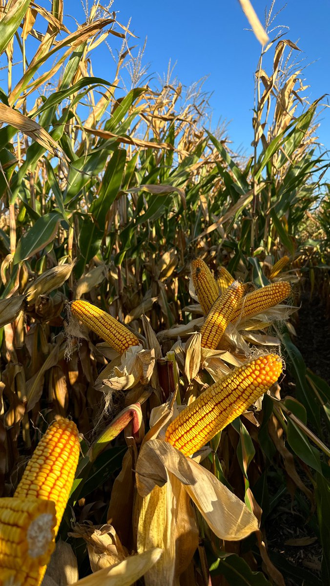 Sam Mellgren tweet media