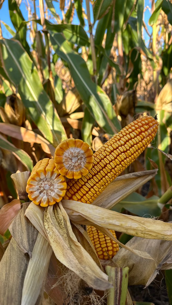 Sam Mellgren tweet media