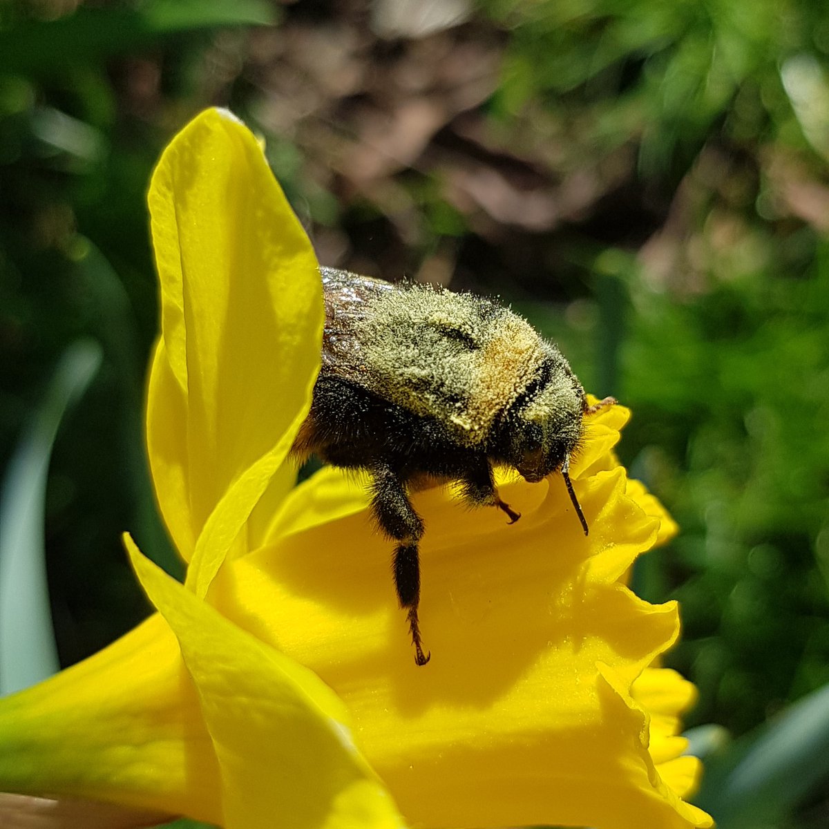Buzz 🐝 @ThePhotoHour #bee #ThePhotoHour #WildlifeWednesday #wildlife #ukgardens #pollen @michaelastracha