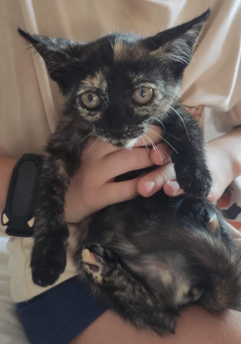 NOS PIDEN AYUDA EN DIFUSIÓN. CASO EXTERNO.

¡¡¡ GATITA BEBÉ LINDÍSIMA EN #ADOPCIÓN !!! #VALENCIA.

ANDREA, preciosa bebé carey de 2 meses en adopción. 
Todos sus hermanitos han salido adoptados y ella se ha quedado solita. 😔
Es muy buena y cariñosa. 
¿ Verdad que te ha...