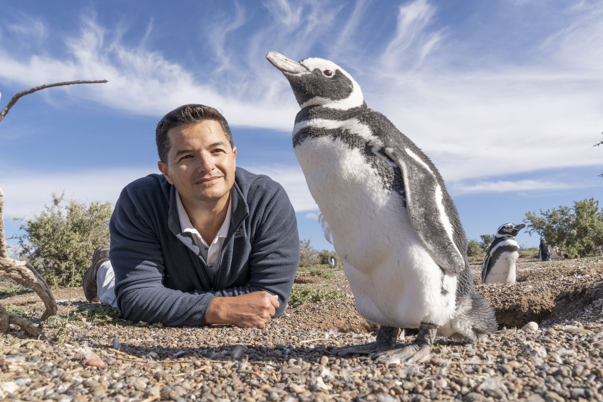Tomorrow Dr. Pablo Borboroglum @popiborboroglu, @PENGUINS_GPS, will give a free hybrid talk on Protecting the World’s #Penguins: bit.ly/ProtectingPeng…. He is the 2023 @IndyPrize winner for animal conservation & will recount his lifelong journey to save penguins. #WorldAnimalDay