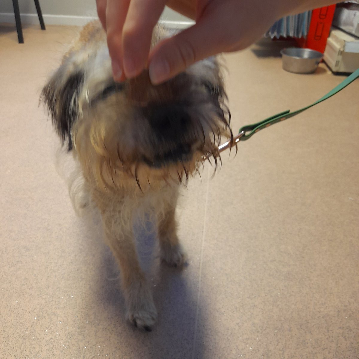 Hi everyone someone found dis old lady border terrier and dropped her off wiv us cos they new hoomum had me she was found in rhuddlan North Wales so if anyone knows if they have lost her let us know she is not chipped #btposse