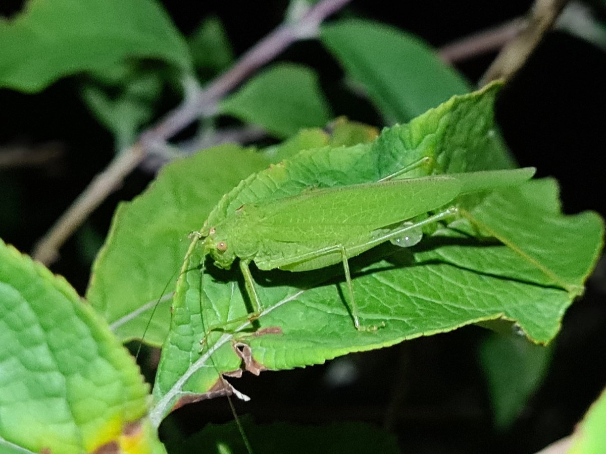 Recently mated female Southern Sickle-bearing Bush-cricket (Phaneroptera nana) with spermatophylax, 4-Oct, Purfleet-on-Thames  VC18 South Essex
#Orthoptera @GrasshopperSpot