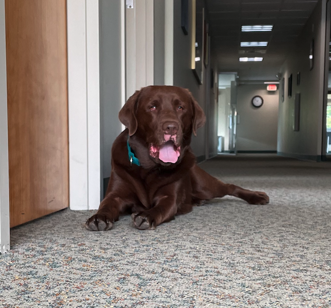 In honor of World Animal Day say hello to our favorite animal here at Armstrong! Willie Blue Armstrong is our handsome office support dog.