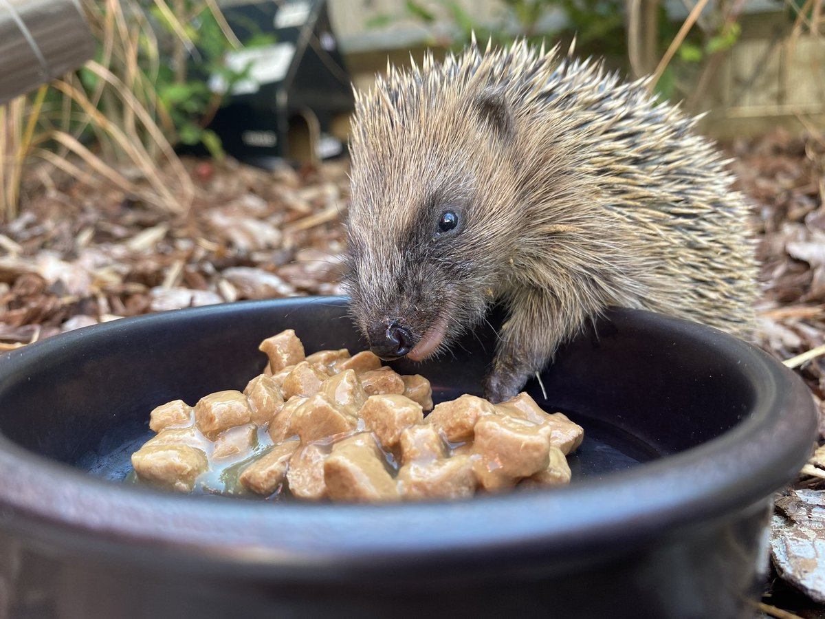 aaronroffe's tweet photo. @hedgehogsociety @worldanimalday Rescued this little one who was out in the day 2 years ago! With the help of our amazing community hedgehog carer it was released and now part of a family who spend everyday and night in our hog home and feeding station and roaming our hog friendly development! 🦔🦔🦔 https://t.co/7wEs4EG9Ra