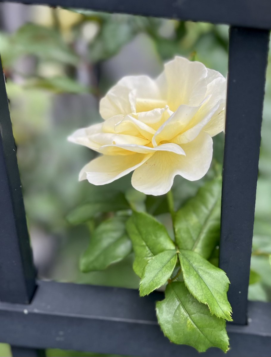 Flower of the Day tweet media