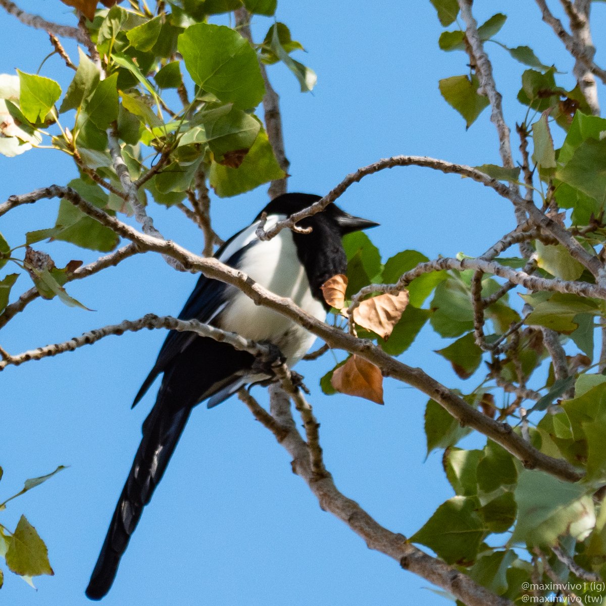 MaximVivo's tweet photo. En la cultura popular la blanca té molt mala fama, però a mi em pareix un ocell fascinant, amb una intel·ligència extraordinària i un contrast de blanc i negre molt bonic.

#blanca #garsa #urraca #Eurasianmagpie #picapica #birdphotography #birdwatching https://t.co/FoU7GzBjcJ