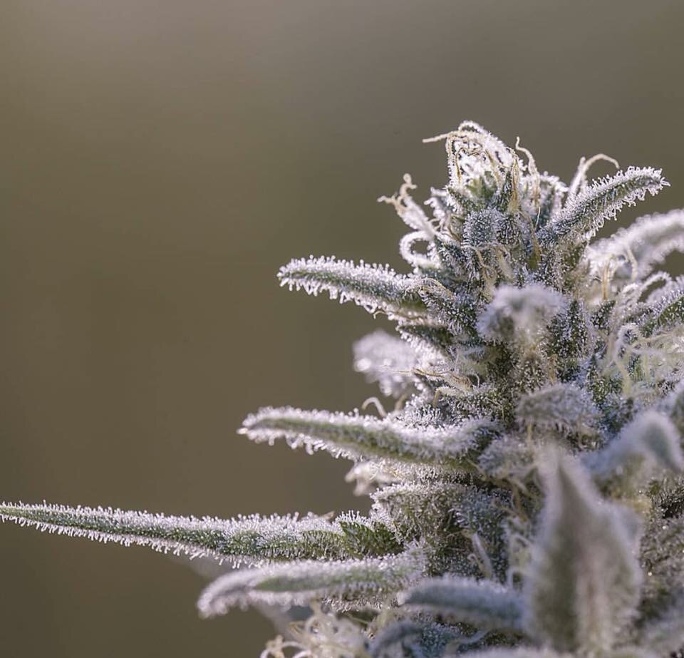 Nice frosty close up 😍❄️