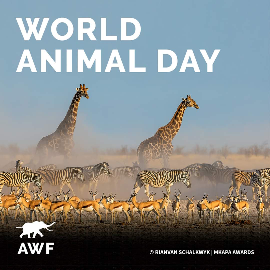 On this #WorldAnimalDay , let's pledge to be their advocates, their guardians, and their champions. Together, we can make a world where all creatures thrive. 🌎🐘