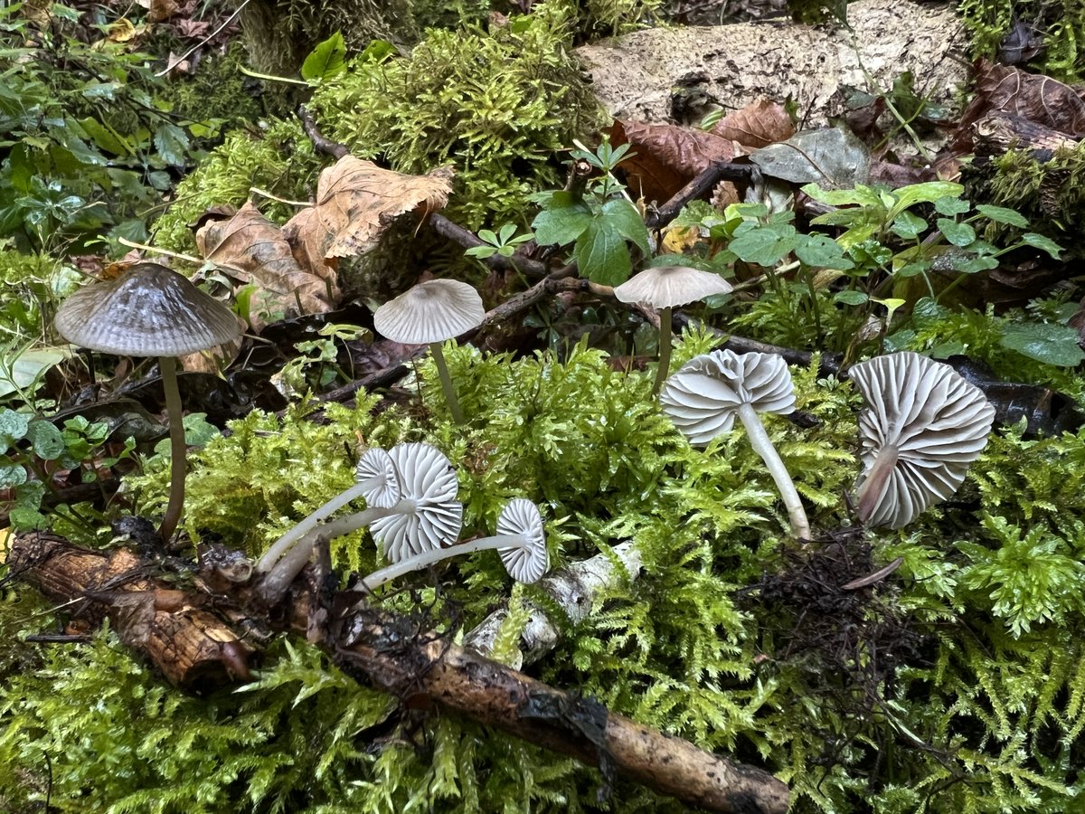 Passionnantes journées mycologiques en Haute Auvergne malgré la sécheresse. Des espèces spectaculaires et des mycologues passionnés. En route maintenant pour le Congrès SMF <a href="/Soc_Myco_Fr/">Société Mycologique de France</a>  à Haguenau.