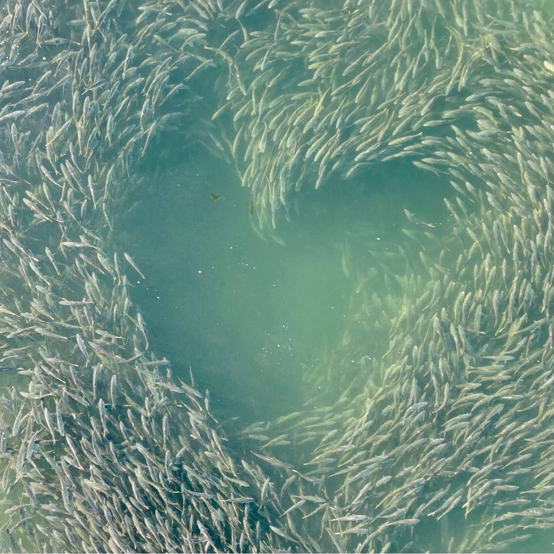 hi everyone... i took this photo with my drone this morning - i'm still in shock! this is a school of bunker (Atlantic Menhaden)... as they were being chased by seals, they formed this heart shape... i had to share ❤️ #nature #lovewins @NatGeo @DJIGlobal
