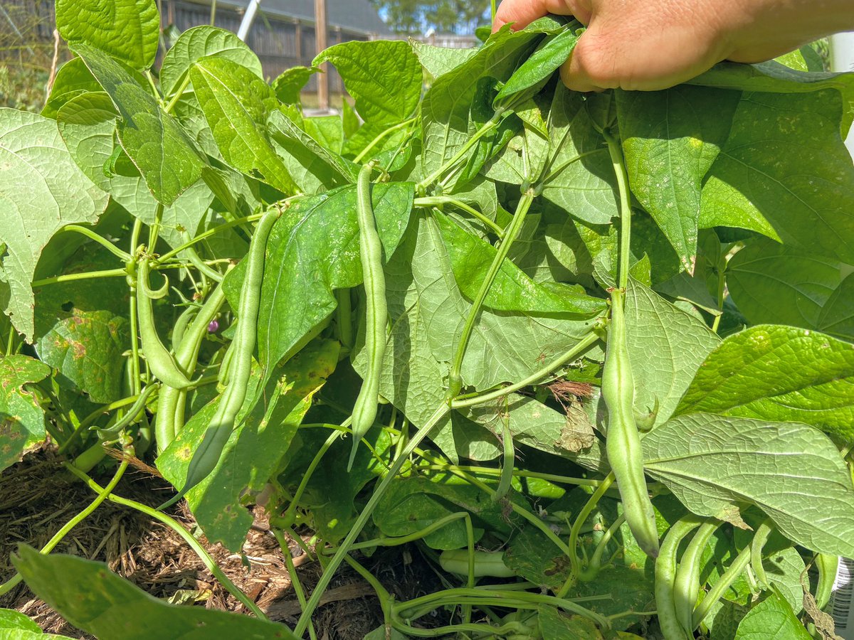 NCGardening's tweet image. Can you guess what’s for dinner?

#stringbeans #greenbeans #garden #gardening #gardeninglife #gardeninglove #vegetablegarden #vegetablegardening #ediblelandscaping #growyourown #growyourownfood