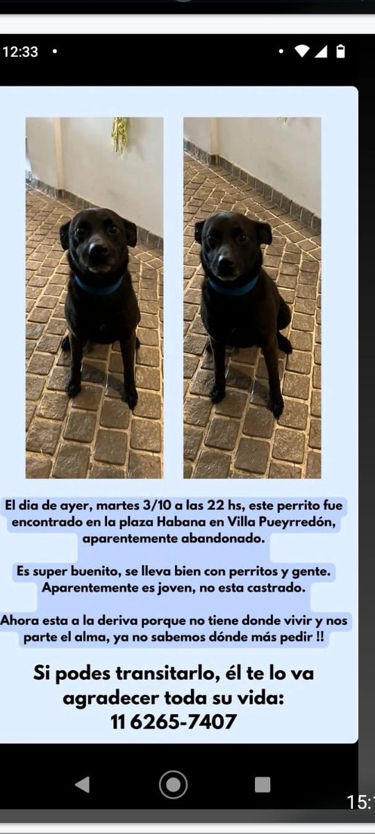 ComoNoAdorarlos's tweet photo. Perrito 🐕  negro encontrado el 3 de octubre en plaza HABANA, villa Pueyrredon #Caba NECESITA TRANSITO O ENCONTRAR A SU TUTOR urgente!!!  
📱116265-7407 https://t.co/hurmAtz4tx