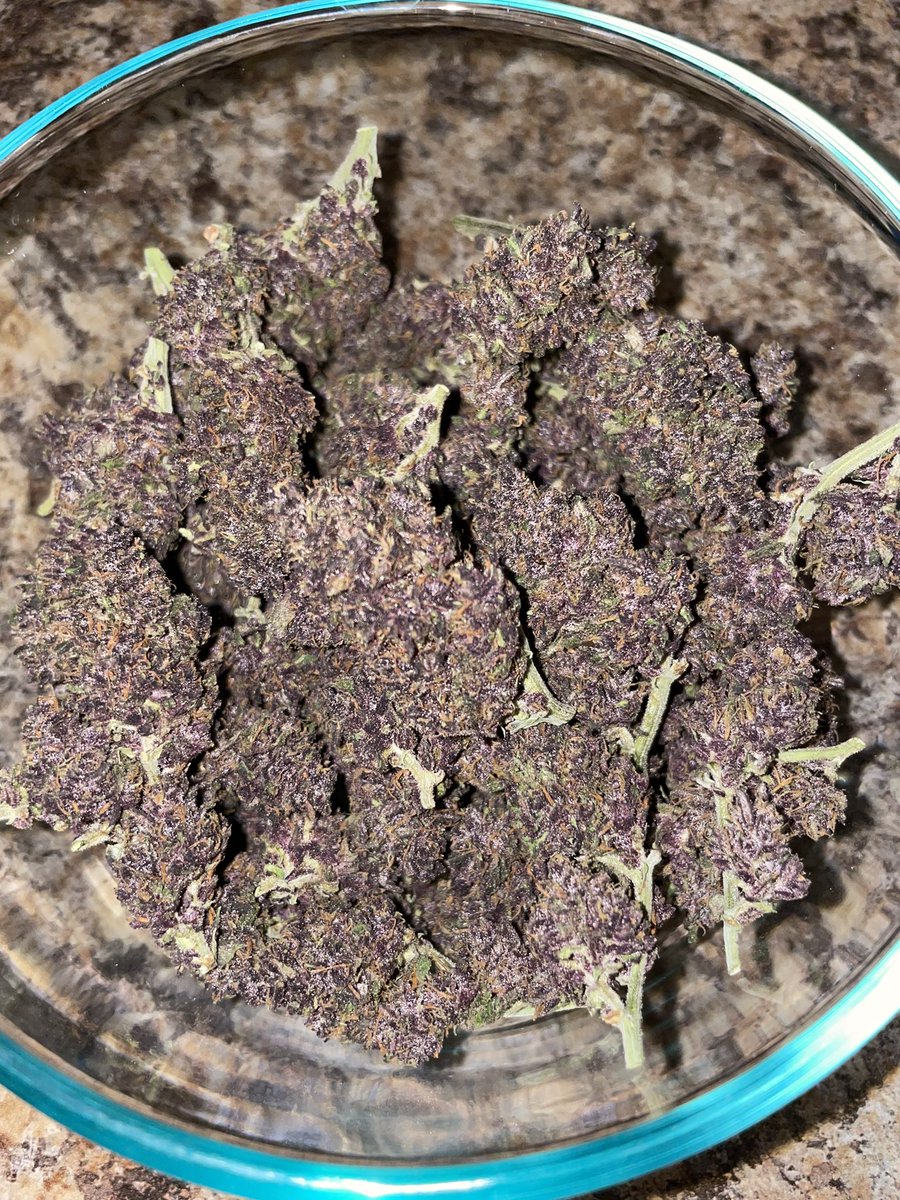 PDXProps's tweet image. That’s not lavender boys and girls! #HomeGrownCannabis 😶‍🌫️ #StayHigh #CannabisCommunity