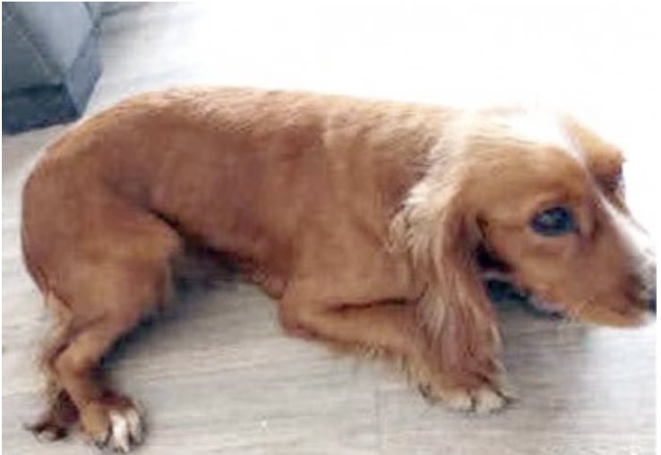 rosieDoc2's tweet photo. #SpanielHour
LUNA missing 15/9/22
#Lindfield WEST #SUSSEX #RH16
Female/adult golden with white markings
CHIPPED
https://t.co/v795CxORhP
@juliagarland73 @JacquiSaid @thedogfinder @BitofDecorum @RachaelB100 @thomp918 @MissingPetsGB @bs2510 @BryantDjbryant @linda_kinnon https://t.co/D1Cvmhh3tT