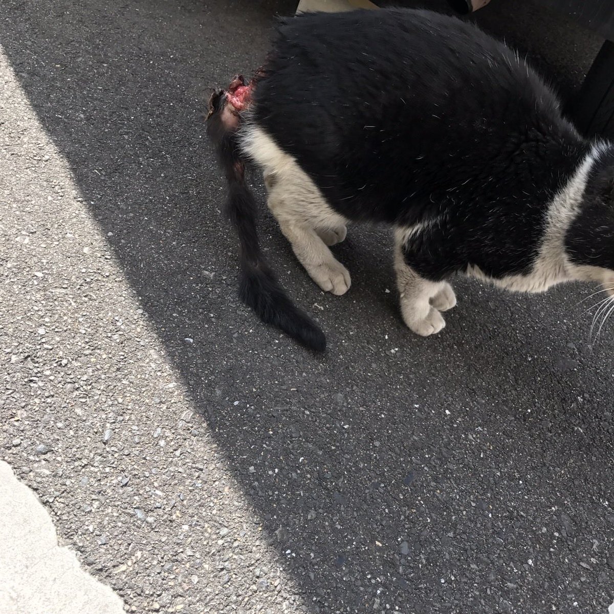 hiroyo314's tweet photo. 尻尾が付け根から腐敗していた猫、餌やりさんの話だと近隣の猫嫌いのおじさんが垣根から逃げようとした此の子の尻尾を掴んで鳴いているのに離さなかった。数日して現れたら此の状態、急いで病院へ、断尾の手術1週間の入院、費用は立て替えました。 https://t.co/iY5QCQEiNj