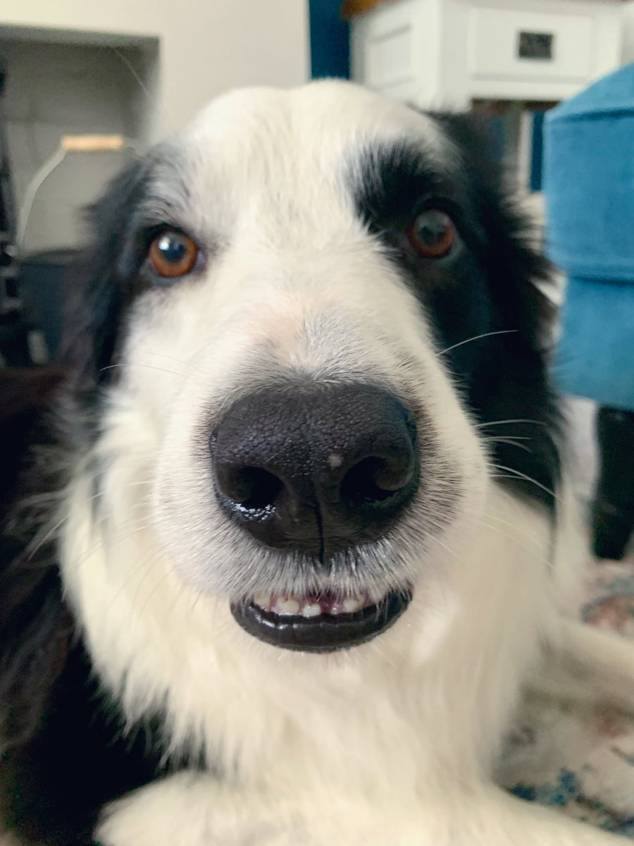 Dad!… Wot do you mean someone’s eaten all my doggie choccie drops! 😳