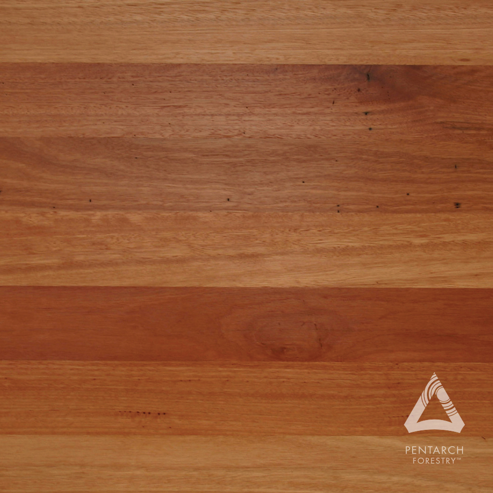 PentForestry's tweet image. What species am I?

I’m a prized timber with soft rose tones ranging from pale pink to red browns. My straight grain adds sophistication, and you may find natural scribble patterns.

#PentarchForestry #ResponsibleWood #AustralianTimber #Guessthespecies #Whoami #Timbertalks