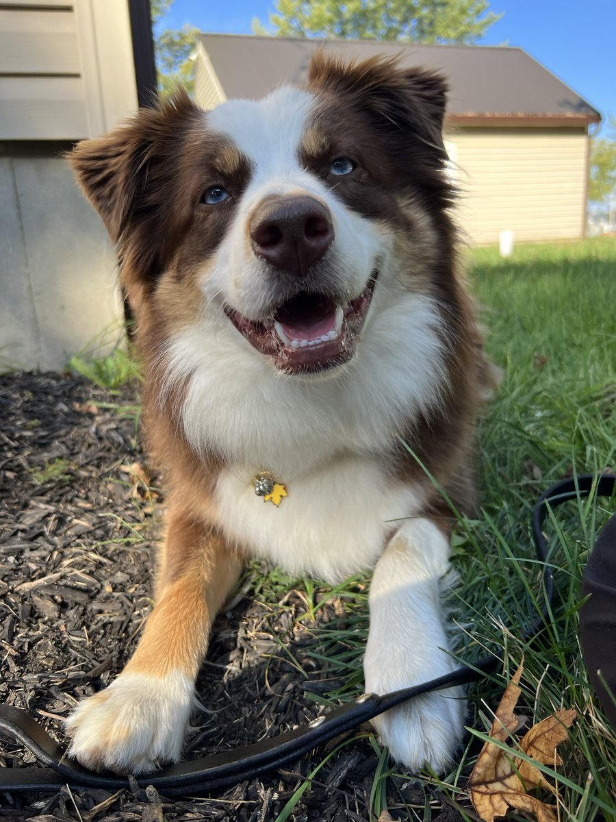 albers75's tweet photo. One of our last Summer walks. Can’t do it without our @HideSteel leash and bark bling! The leash only gets better with age. Guess we can do a #wontlookwednesday too. 🤣 #shopsmall https://t.co/tiy3ob5phk