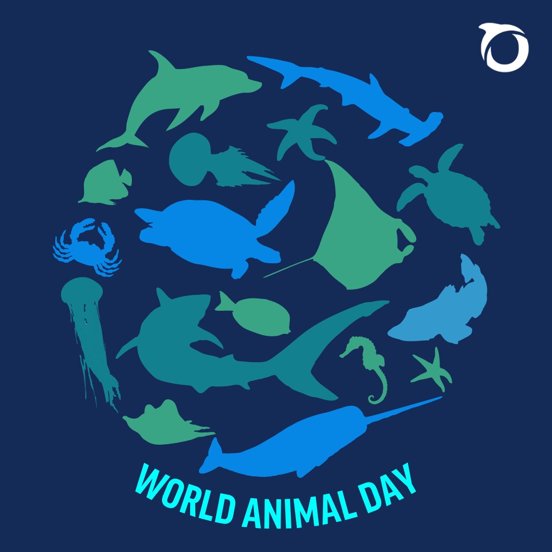 oceana's tweet image. We're celebrating #WorldAnimalDay today! 🦦🦀🐬

What's your favorite ocean animal? Share in the comments below! 👇