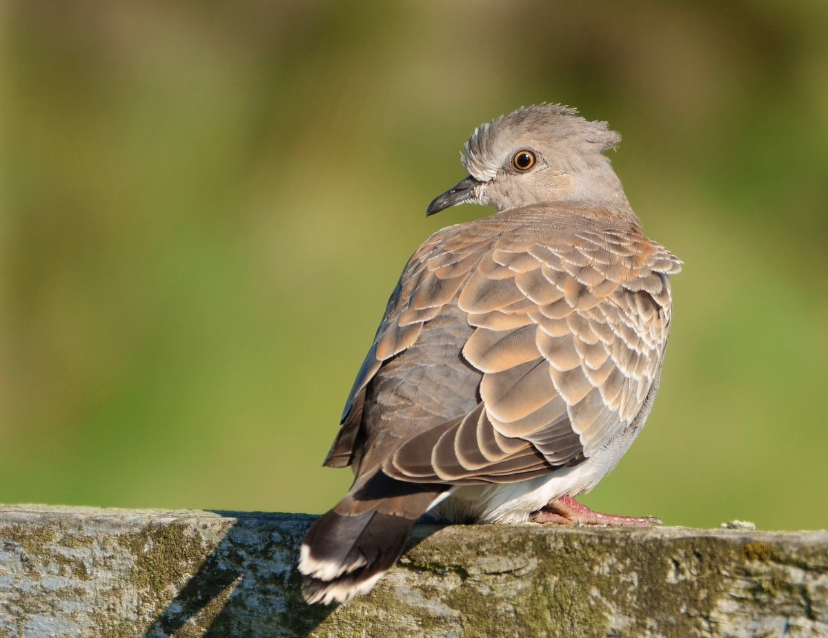 Ilya Maclean (@ilyamaclean) on Twitter photo **New paper** with <a href="/AlexandraGardnr/">Alexandra Gardner</a>, @BakerDJEcol, Jonathan Mosedale and <a href="/KevinJGaston/">Kevin J. Gaston</a> demonstrates a need to make the UK’s protected areas bigger or better if they are to prevent birds disappearing from the countryside conbio.onlinelibrary.wiley.com/doi/10.1111/co… **New paper** with <a href="/AlexandraGardnr/">Alexandra Gardner</a>, @BakerDJEcol, Jonathan Mosedale and <a href="/KevinJGaston/">Kevin J. Gaston</a> demonstrates a need to make the UK’s protected areas bigger or better if they are to prevent birds disappearing from the countryside conbio.onlinelibrary.wiley.com/doi/10.1111/co…