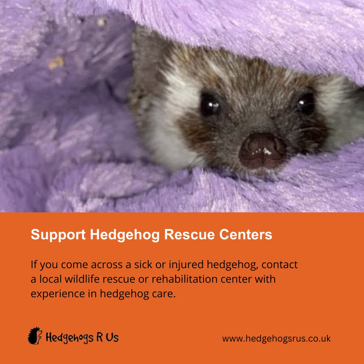 Hedgehogs R Us tweet media