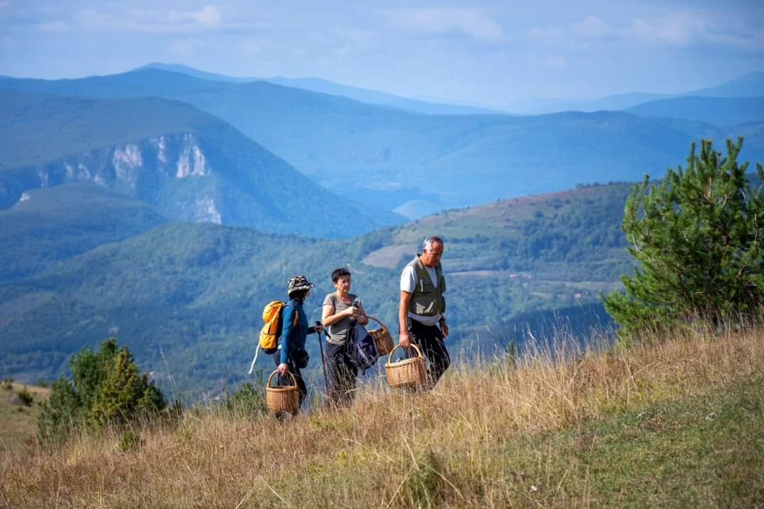 VisitPecka's tweet photo. Zadnjeg vikenda u septembru smo napunili 20 godina predanog rada na edukaciji iz oblasti gljivarstva. 
Hvala na povjerenju i podršci svih ovih godina! https://t.co/WyTZLtX8JY