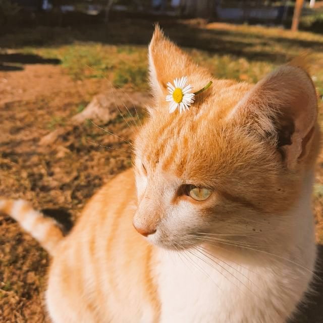 幸せ…夜ではない 星が明るく輝く日には あるいは 夜明けはとても明るいですが、誰かのために傘を開いているだけです。 雨が降った日は彼を濡らさないでください。🌸🌸🌸