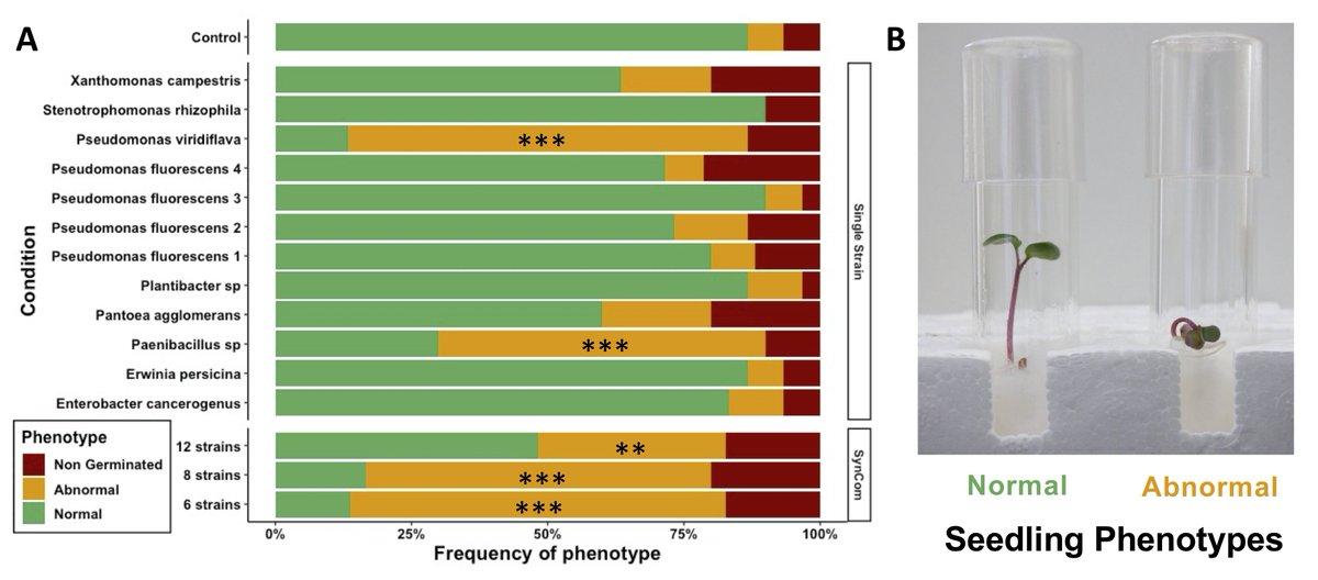 Really happy to see our first paper out in @PCI_Microbiol ! We studied the transmission of synthetic microbiota from seed to seedling & the effects on plant phenotype 🌿 with @GontranA, A Préveaux, T Garin, C Marais, A Sarniguet, M Barret @Emersys_IRHS peercommunityjournal.org/articles/10.24… 1/