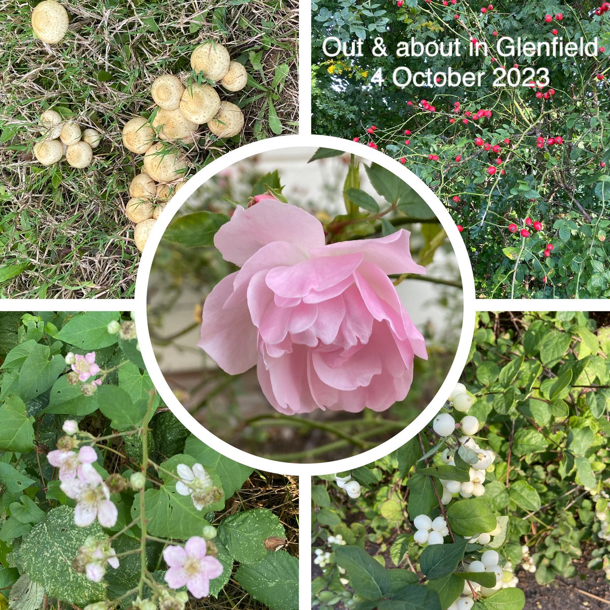 GillBracey's tweet photo. Really enjoyed singing lesson. Seem to be making progress with #CeremonyofCarols, theory questions✅🤣and #GinaB v smiley with my vocal efforts🤩. Did some housework - my fave ho! ho! Longish walk in late afternoon sunshine. Finished #TheRunningGrave @RGalbraith @audibleuk - ace! https://t.co/7Npo8LhzqW