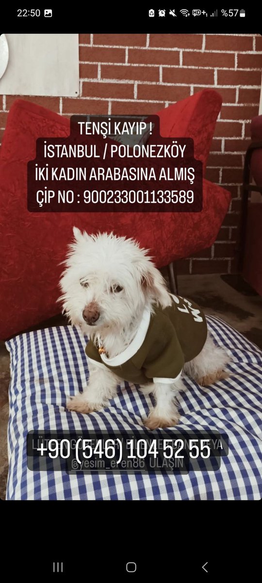 derya 🐾 tweet media