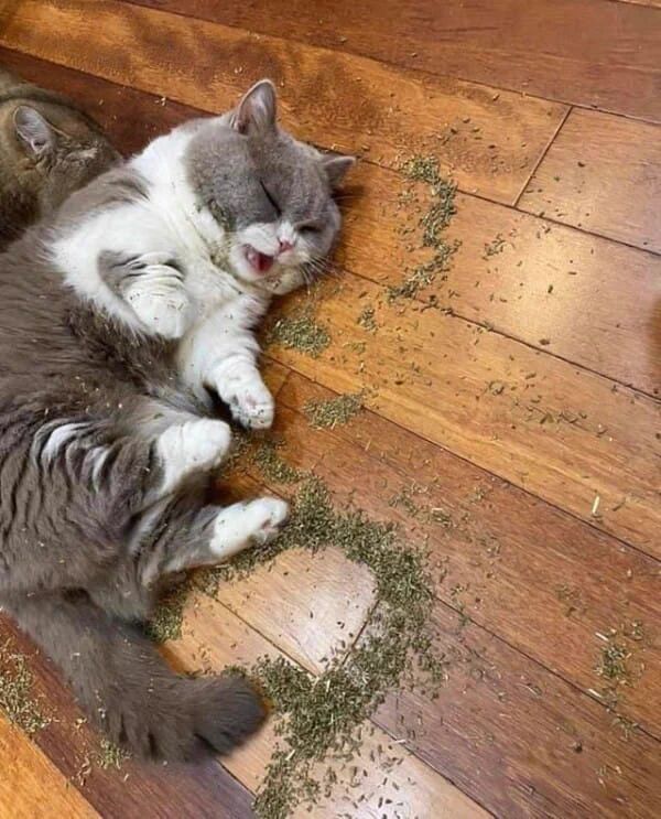 ShouldHaveCat's tweet image. 