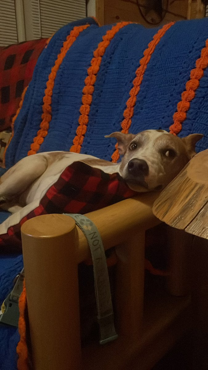 RenMoore7's tweet photo. @Dalbodog We rescued Benji 3 years ago. He was on “the list”, had been visited by 2 families that passed on him the same day we took him home.  He’s the best dog!! https://t.co/id7vZYF1ph