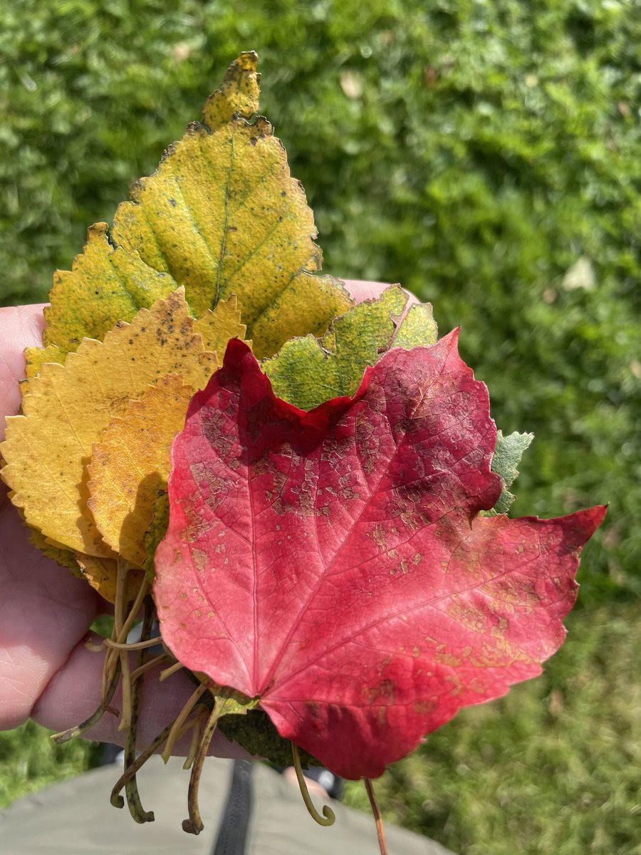 Autumn colours in the Autumn sun ☀️ 🍁 two of my favourite things!