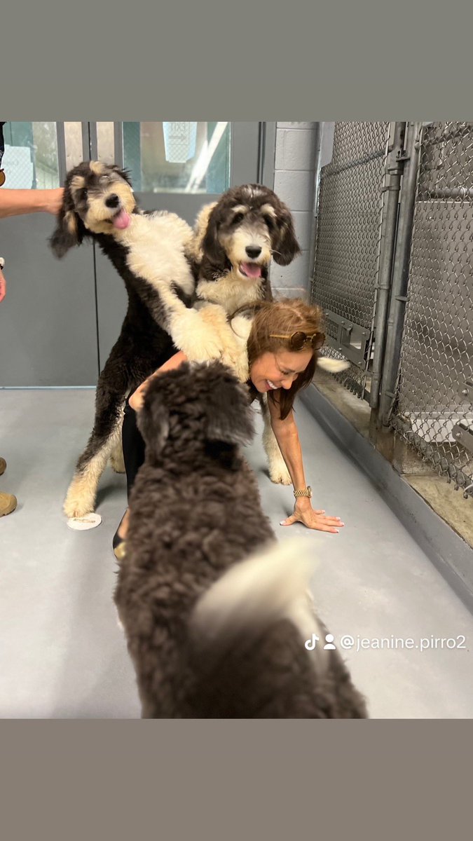 Jeanine Pirro tweet media