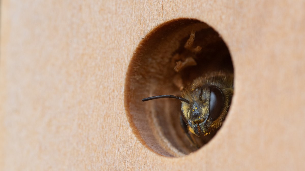 DominicKnower's tweet photo. Absolutely buzzing to hear @Nichehabitat  has been shortlisted for the Pro Landscaper Sustainability and Biodiversity Awards in the 'Sustainable Product of the Year' category for our bee post! Woohoo! Looking forward to @FutureScapeUK and bringing these beauties to the show! https://t.co/NcbCEesRky